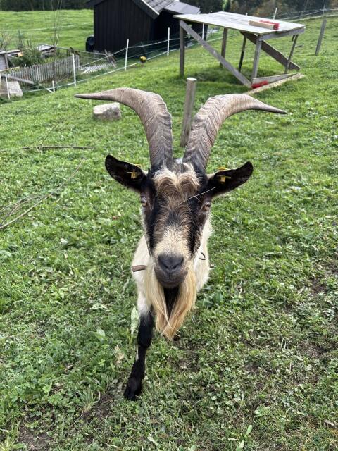 Pfauenziegenbock