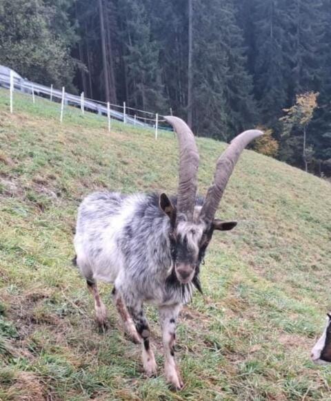 Aosta-Bock