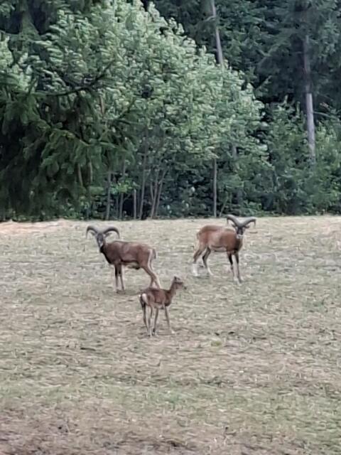 Muflon, Wildschaf Fleisch