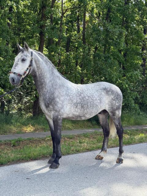 Lipizzanerhengst Neapolitano Zenta