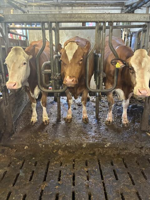 Bio Fl und Fl* Rf Jungkühe in Milch