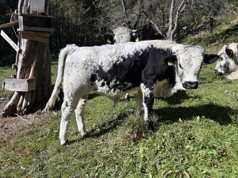 Pustertalersprinzen-Stier