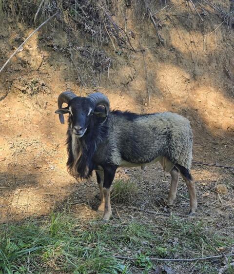 Kamerun×Quessant Schafbock