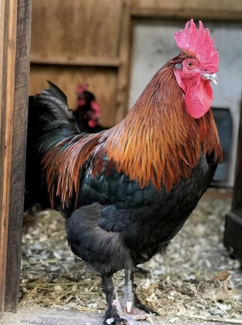 Hahn, Hähne, Geflügel, Hühner