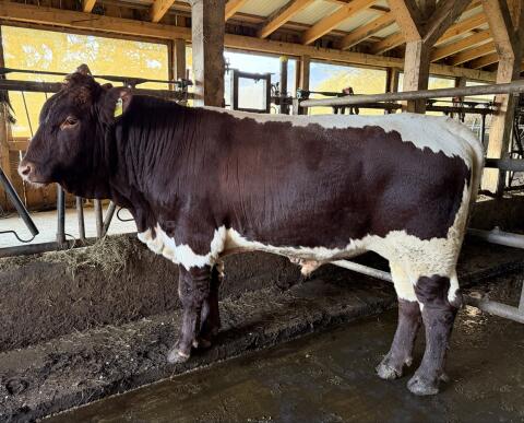 Original Pinzgauer Stier