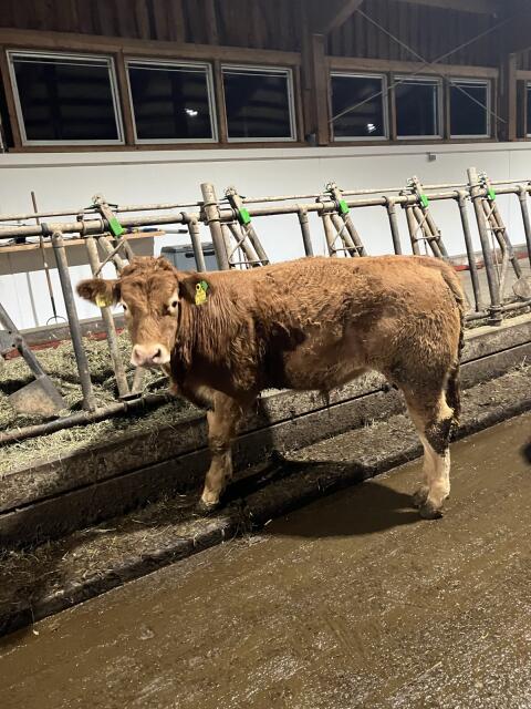 Stier