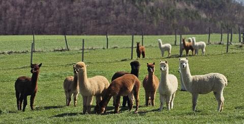 Alpakas