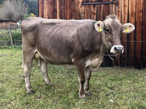 Trächtige Brown Swiss Kuh