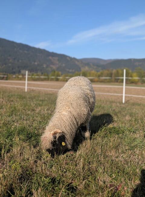 Walliser Schwarznasenschaf-Widder