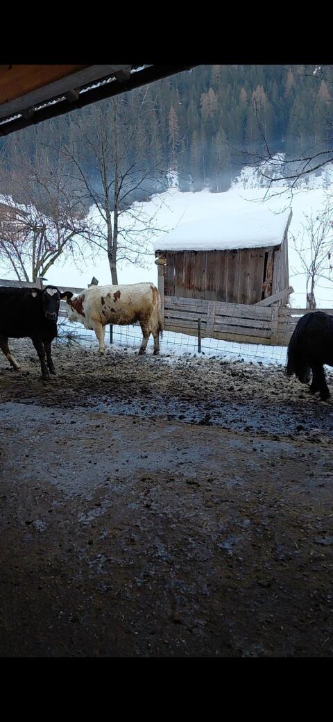 Schwarze Holstein-Kuh zu verkaufen!