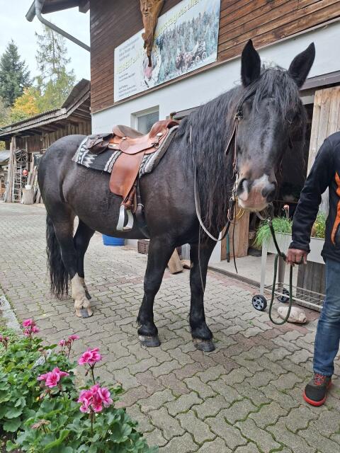 Top Norikerstute