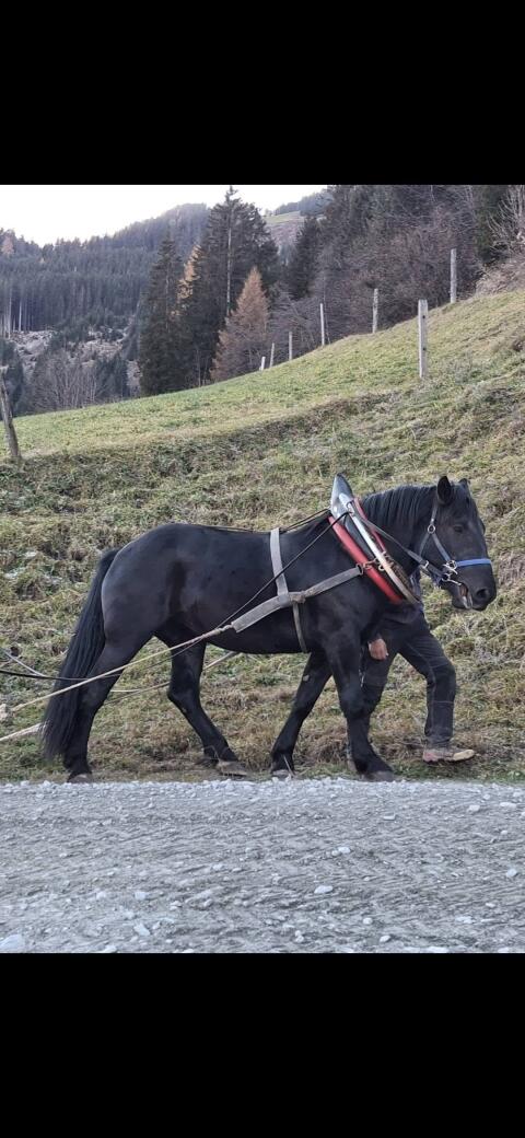 Noriker Rappstute Madam 7,77 Pkt. 4-jahrig