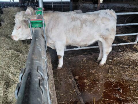 Charolais-Kalbin