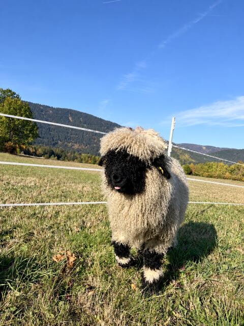 Walliser Schwarznasenschaf-Widder