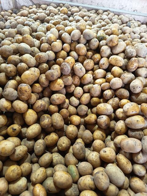 Futterkartoffeln