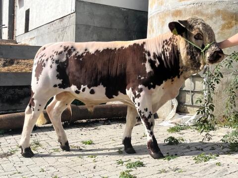Pustertaler Sprinzen Stier URS PSR