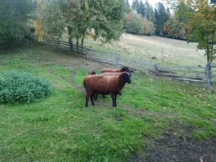 Mutterschafe