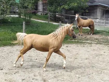 2-jähriger Ponywallach