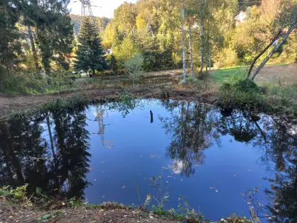 Fischteich mit Wald