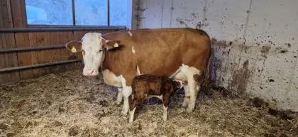 Bio-Kuh mit Kalb