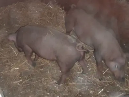 2 Stk. Duroc-Ferkel