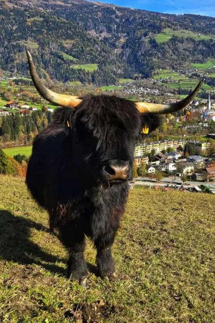 Hochlandrinder