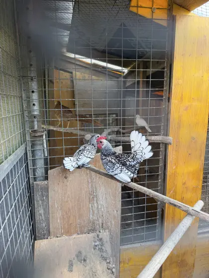 Sebright-Huhn Silber