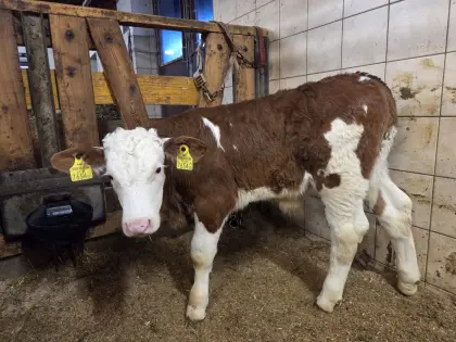 Bio-Zucht-Stierkalb zu verkaufen