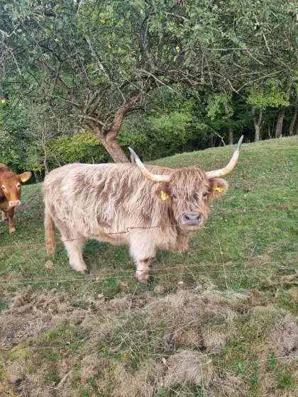 Hochlandrind Mutterkuh