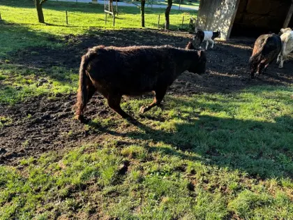 Verkaufe Galloway