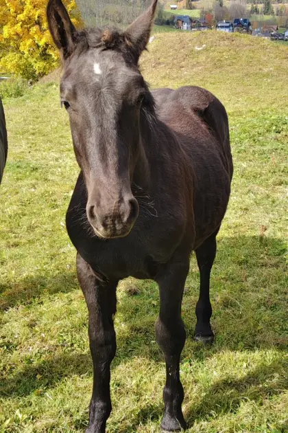 Zorro Schaunitz XVII, Noriker Rapphengstfohlen
