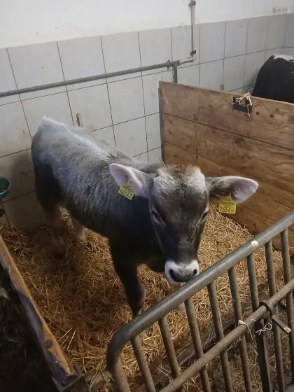 Stierkalb