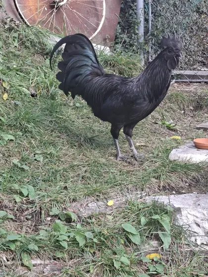 Ayam Cemani Hahn
