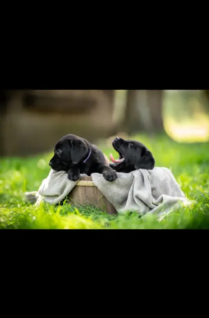 Wurfankündigung Labradorwelpen