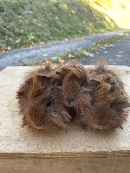 Meerschweinchen zu verkaufen