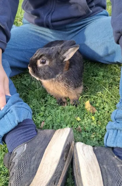 Zwergkaninchen