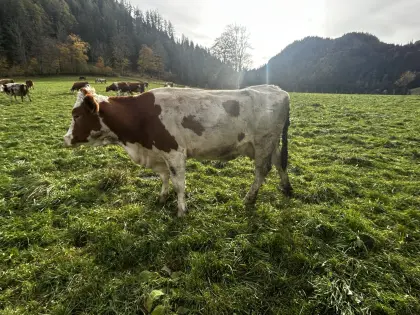 Bio-Mutterkühe