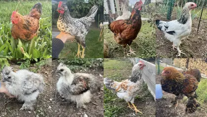 Hahn, Huhn, Henne, Hühner, Küken