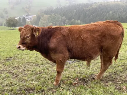 Bio-Limousin-Stier