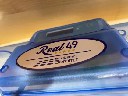 Brutmaschine Rael49 REAL 12/24/49