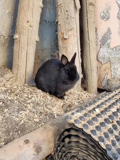 Farbenzwerg-Kaninchen
