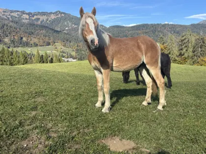 Haflinger Wallach