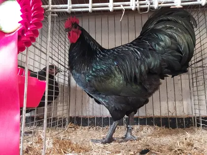 Australorps