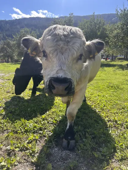 Mini Galloway Stier