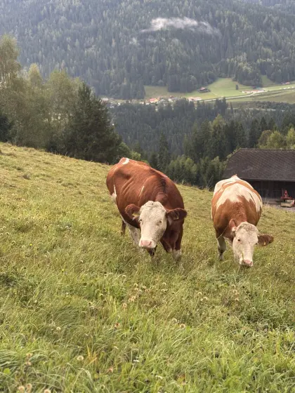 Fleckvieh-Mutterkühe