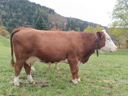 Mutterkuh