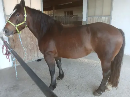 Noriker