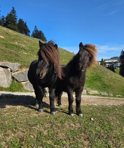 2 Ponyhengste