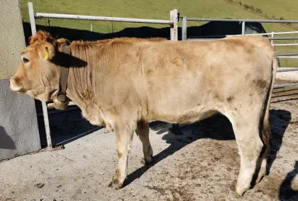Verkaufe trächtige Murbodner Kalbin