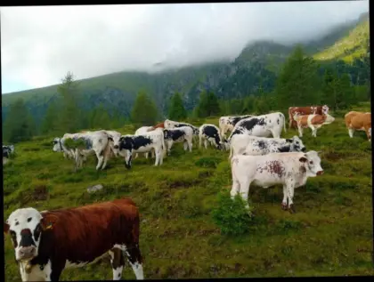 Suche Alm